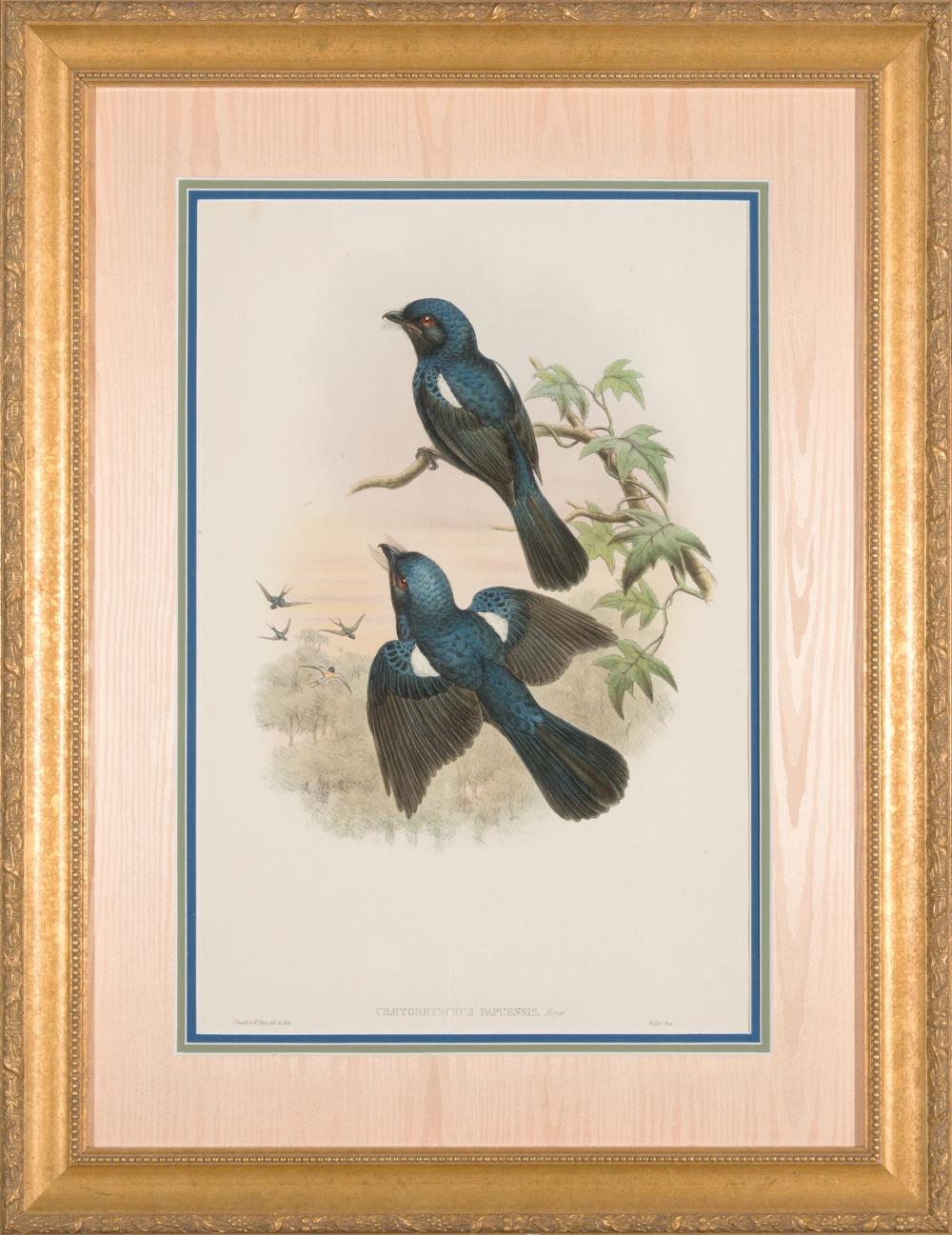 JOHN GOULD (BRITISH, 1804-1881)John