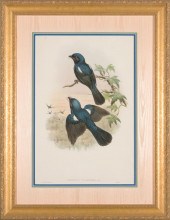 JOHN GOULD (BRITISH, 1804-1881