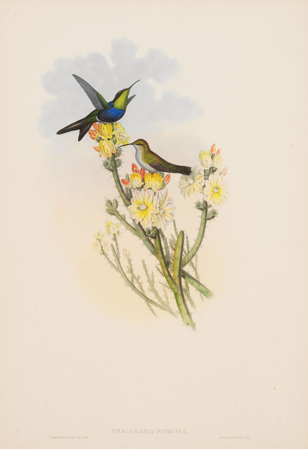 JOHN GOULD (BRITISH, 1804-1881)John