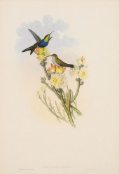 JOHN GOULD (BRITISH, 1804-1881