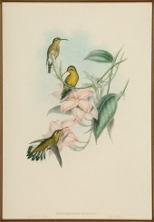 JOHN GOULD (BRITISH, 1804-1881