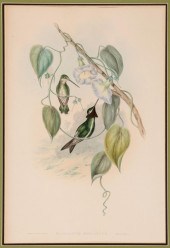 JOHN GOULD (BRITISH, 1804-1881