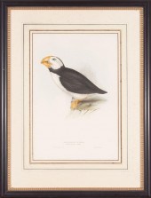 JOHN GOULD (BRITISH, 1804-1881
