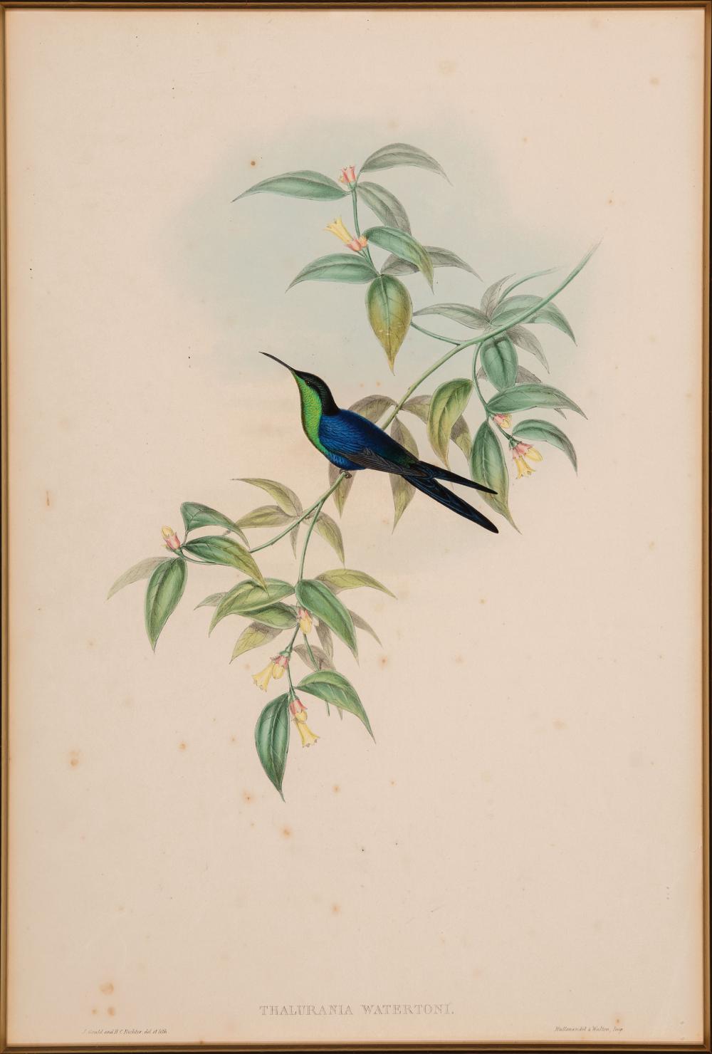 JOHN GOULD (BRITISH, 1804-1881)John