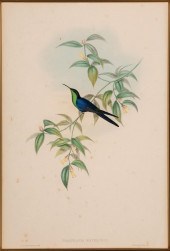 JOHN GOULD (BRITISH, 1804-1881