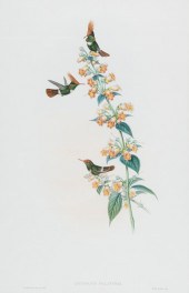 JOHN GOULD (BRITISH, 1804-1881