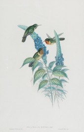JOHN GOULD (BRITISH, 1804-1881