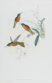 JOHN GOULD (BRITISH, 1804-1881