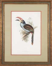 JOHN GOULD (BRITISH, 1881-1804