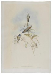 JOHN GOULD (ENGLAND/AUSTRALIA,