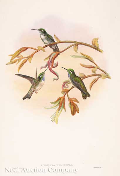John Gould (English 1804-1881)