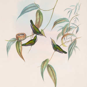 John Gould (English, 1804-1881)