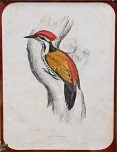 JOHN GOULD (ENGLISH 1804-1881)