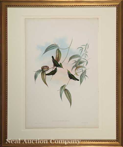 John Gould (English 1804-1884)