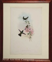 John Gould (English 1804-1884)