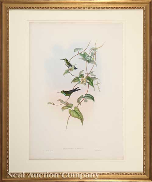 John Gould (English 1804-1884)