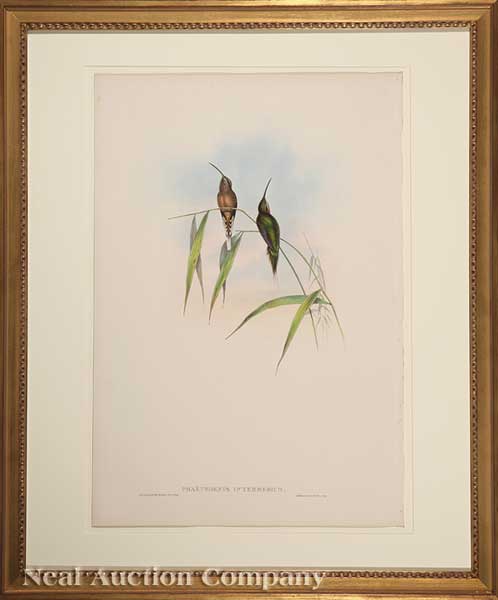 John Gould (English 1804-1884)