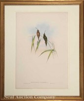 John Gould (English 1804-1884)
