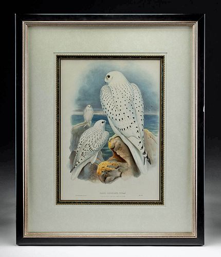 JOHN GOULD (GREENLAND GYRFALCON)