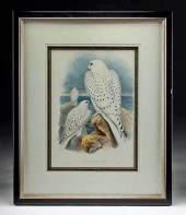 JOHN GOULD (GREENLAND GYRFALCO