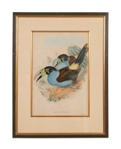 JOHN GOULD GREY-BREASTED TOUCA