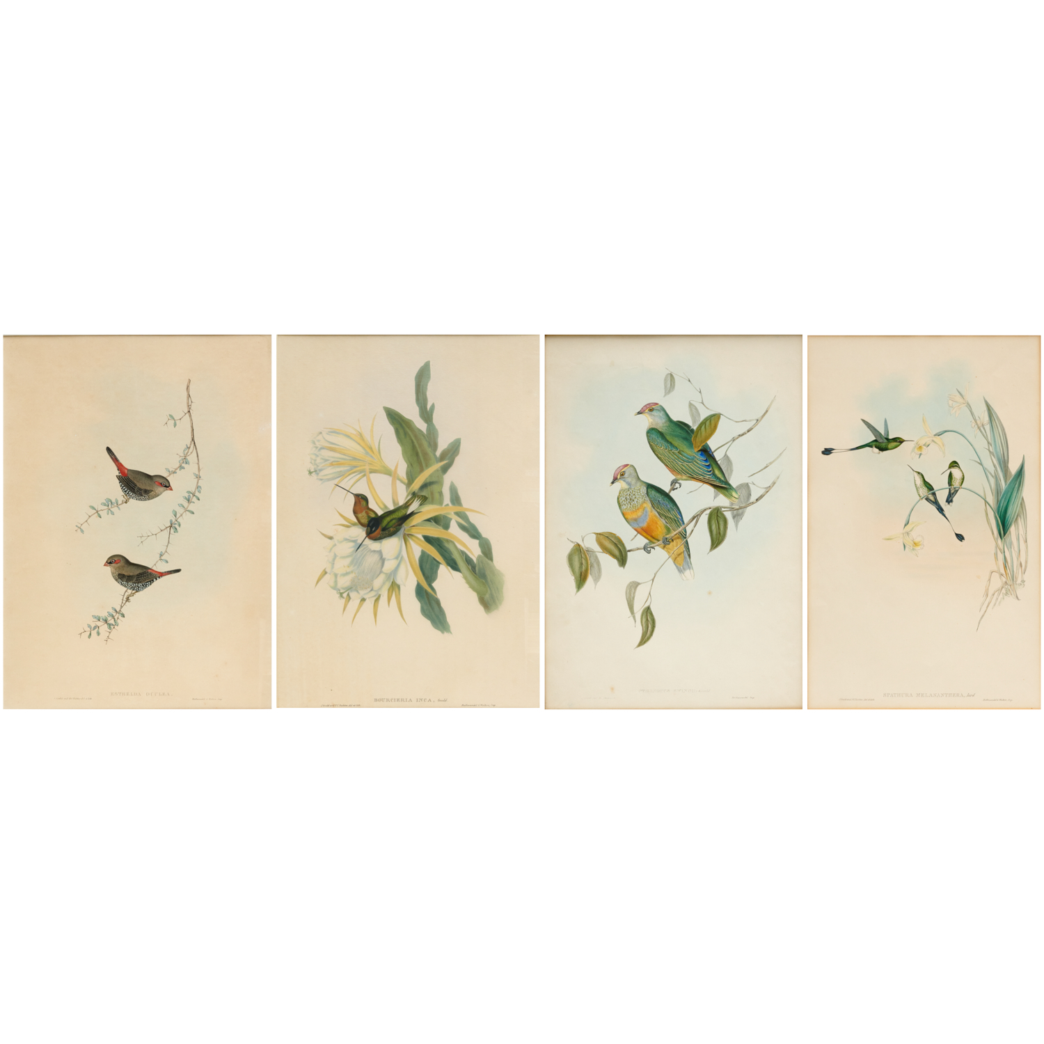 JOHN GOULD & H.C. RICHTER, (4)