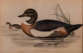 JOHN GOULD H.C RICHTER, AMERIC