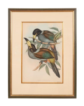JOHN GOULD HOODED MOUNTAIN TOU