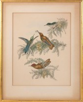 JOHN GOULD HUMMINGBIRD PRINT C