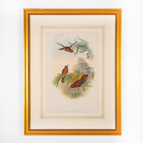 JOHN GOULD LITHOGRAPH,