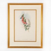 JOHN GOULD LITHOGRAPH, METALLU
