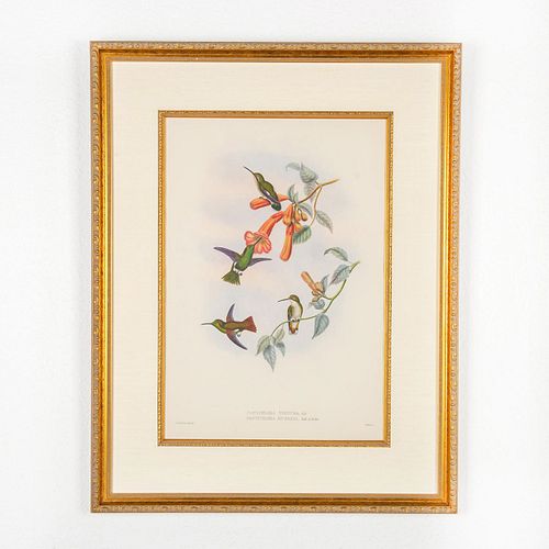 JOHN GOULD LITHOGRAPH, PANYCHLORA