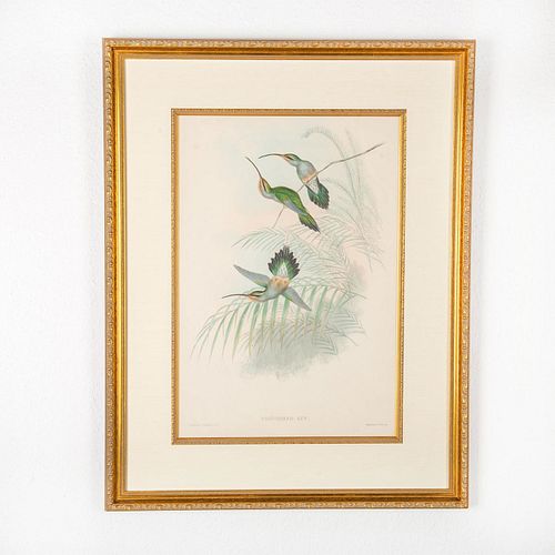 JOHN GOULD LITHOGRAPH,