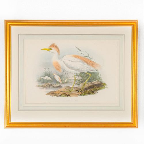 JOHN GOULD LITHOGRAPH PRINT,