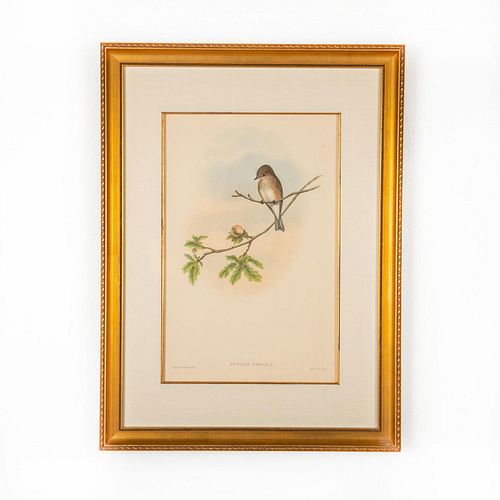 JOHN GOULD LITHOGRAPH PRINT,