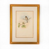 JOHN GOULD LITHOGRAPH PRINT, B