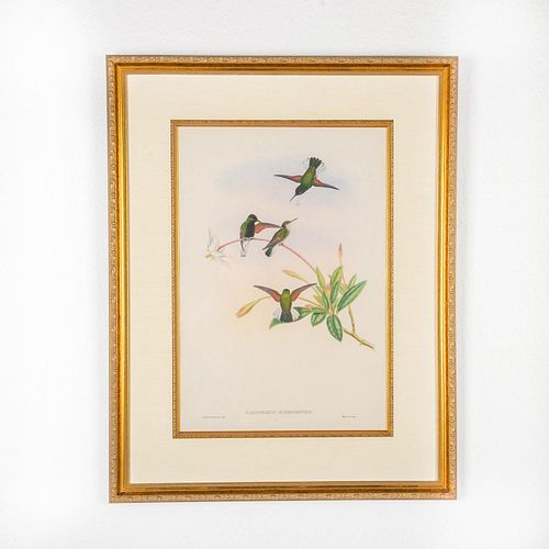 JOHN GOULD LITHOGRAPH PRINT,