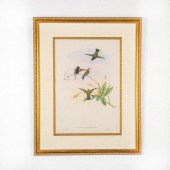 JOHN GOULD LITHOGRAPH PRINT, C