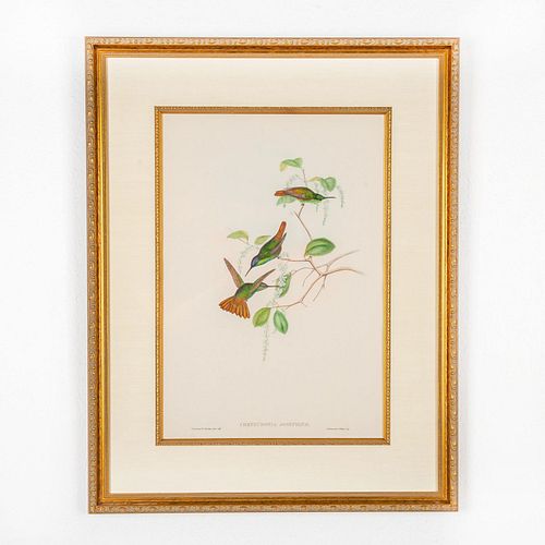 JOHN GOULD LITHOGRAPH PRINT,