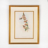 JOHN GOULD LITHOGRAPH PRINT, L