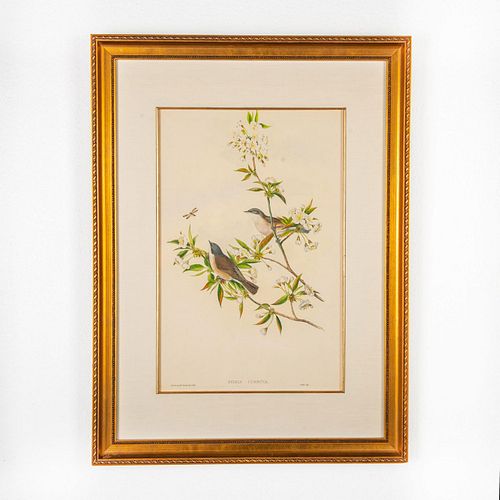 JOHN GOULD LITHOGRAPH PRINT, SYLVIA