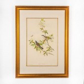 JOHN GOULD LITHOGRAPH PRINT, S