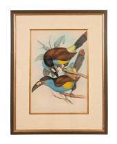 JOHN GOULD MOUNTAIN TOUCANS LI