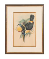 JOHN GOULD OSCULANT TOUCANS LI