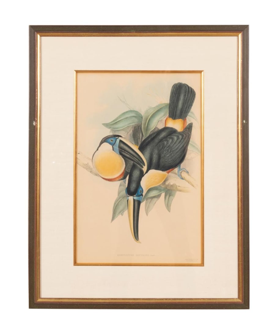 JOHN GOULD OSCULANT TOUCANS