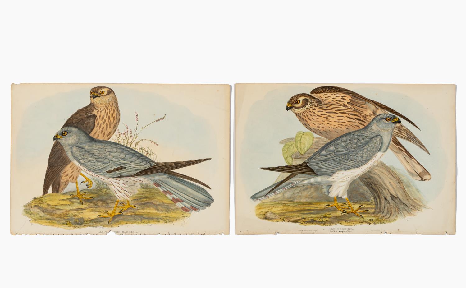 JOHN GOULD, PAIR OF HAWK