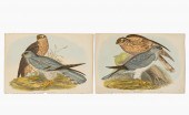 JOHN GOULD, PAIR OF HAWK LITHO