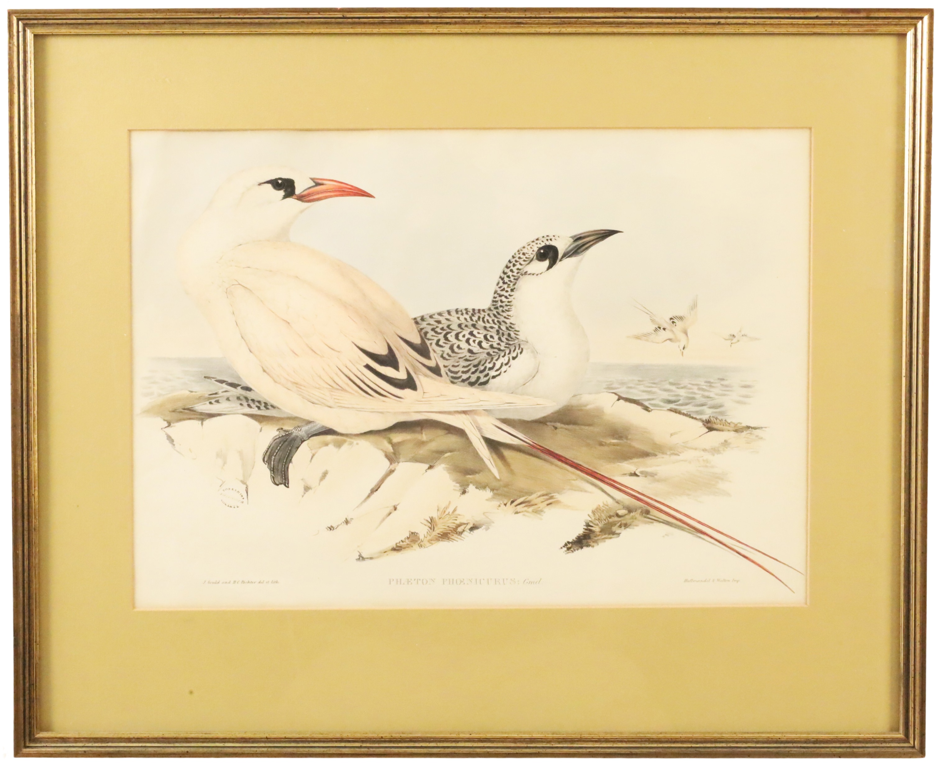 JOHN GOULD, RED TAILED TROPIC