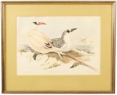 JOHN GOULD, RED TAILED TROPIC