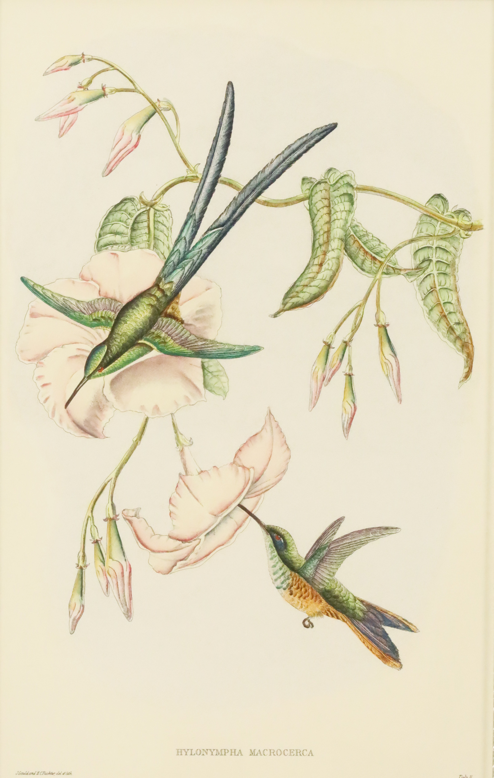 JOHN GOULD, SCISSOR TAILED